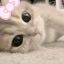 Kitty Pawss