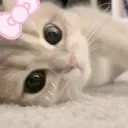 Kitty Pawss