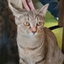 しなりおさーばー