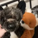 ೨౿ . ︶ jellycat/douglas central  ʾʿ   ⬞    ꩜