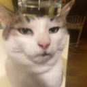 kittyholics 🍺 Discord server icon