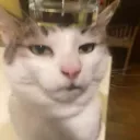 kittyholics 🍺