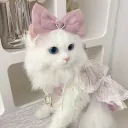 🎀 Ask To Dm  ^⩊^⟆ Cutecats﹒Social﹒Active﹒Guild tags﹒Vc﹒Giveaways & Emotes﹒Ask2DM