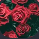࿐°*˖✧The Rose Garden✧˖*°࿐ discord icon