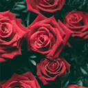 The Rose Garden discord icon