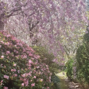 𝘈𝘣𝘢𝘯𝘥𝘰𝘯𝘦𝘥 𝘚𝘰𝘶𝘭𝘴 ˏˋ°•*⁀➷ Discord server icon