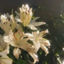 hyacinth