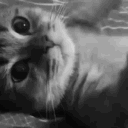 haze Discord server icon