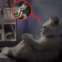freakprofen