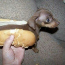 goyland Discord server icon