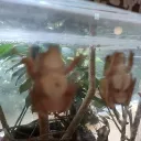 ななまん
