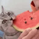 Корвус Кортис