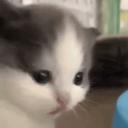 https://cdn.discordapp.com/icons/1334964118397915178/bd4323da9775ab4f50303fc7ab74361f.jpg?size=128