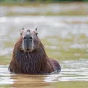 Capybara