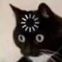 /pussycats  ᓚᘏᗢ