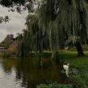whispering willows