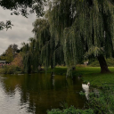 whispering willows Discord server icon