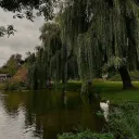 whispering willows