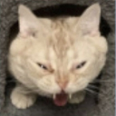 Meow-16 (M-16) Discord server icon