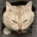 Meow-16 (M-16)