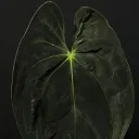 Rare Plants