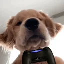 silentdoggygaming servher