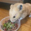 Oatmeal๐น๐ฎ's Odyssey