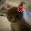 cutie