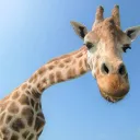 あれもこれもNewきゃわうぃー