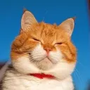 The Cat Enjoyers