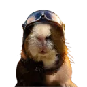 MiGan Fox-3's server