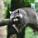 Raccoons’ Den