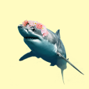 🌼✮ ⋆ 🌱 ｡ *⋆｡ 𝙎𝙃𝘼𝙍𝙆𝙎!!!! Discord server icon