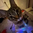 snips’s litter box
