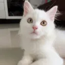 KND