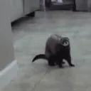 Ferret gang
