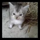 THE CAT