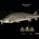 Beluga Ger