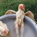 Fried chicken and rice