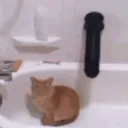 Котик с краником