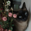 The Frontier Discord server icon