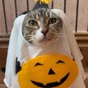 Pawesome Cats Discord Server Icon
