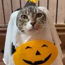 Pawesome Cats