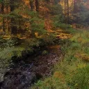 .𖥔 ݁ ˖ Bat Valley ˖ ݁𖥔 . Discord Server Icon