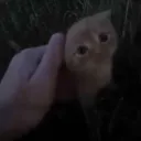Small Kitty In Grass
