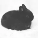 ₍ᐢᐢ₎ ݂་    ׂ   bunbun    #rvmp