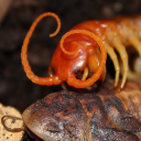 The House Of Heros Discord server icon