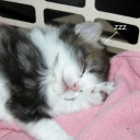 mellow .ᐟ 𝜗ৎ Discord server icon