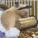 らすく🐟