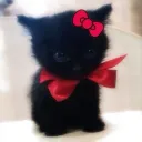 Manzo’s Kitten Club